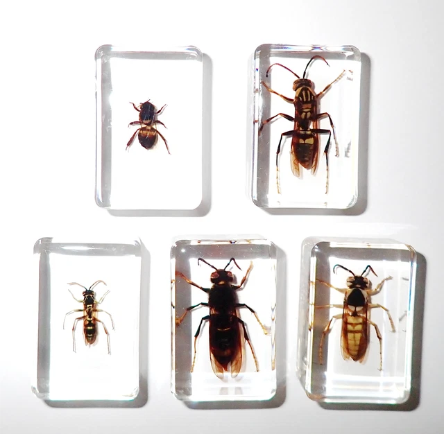 5 Bee Wasp Hornet Specimen Set in 5 Clear Small Lucite Block Learning Aid TE2S5