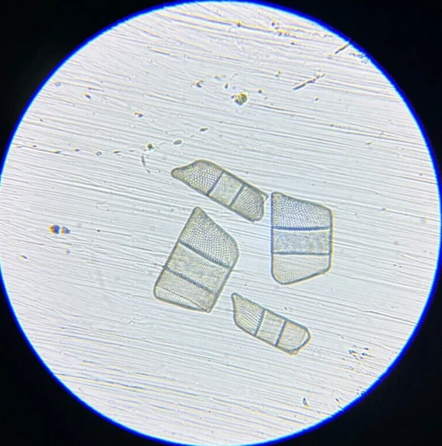 Antique A.C. Cole Microscope Slide Diatom Isthmia Enervis California