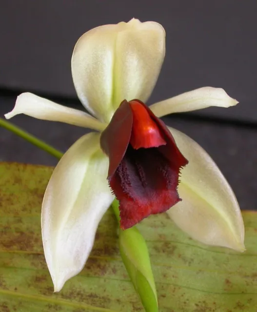 Orchid species Coelogyne usitana Bloom Size