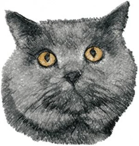 Embroidered Long-Sleeved T-Shirt - British Shorthair Cat AED16247 Size S - XXL