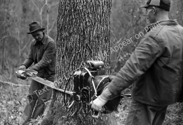 1948 Chainsaw Felling a Hickory Tree, Arkansas Vintage Old Photo Reprint