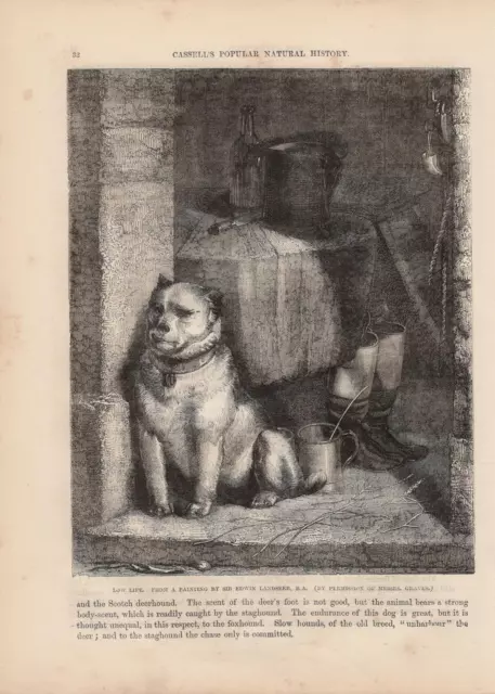 Strassenköter Hund Hunde Hundeleben HOLZSTICH von 1866