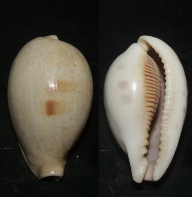 Tonyshells Seashells Cypraea pyriformis PEAR SHAPED COWRIE 34.5mm F+++ Very Big