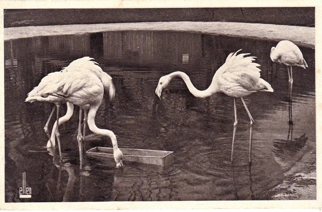 Cpa Zoological Park Du Bois De Vinennes Les Flamands Au Lac