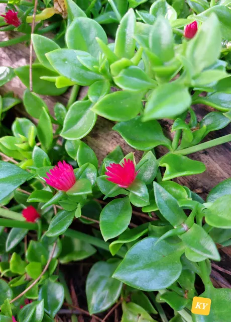 Free Post/ 12 x Cuttings Baby Sunrose Succulents / Aptenia Cordifolia Succulent