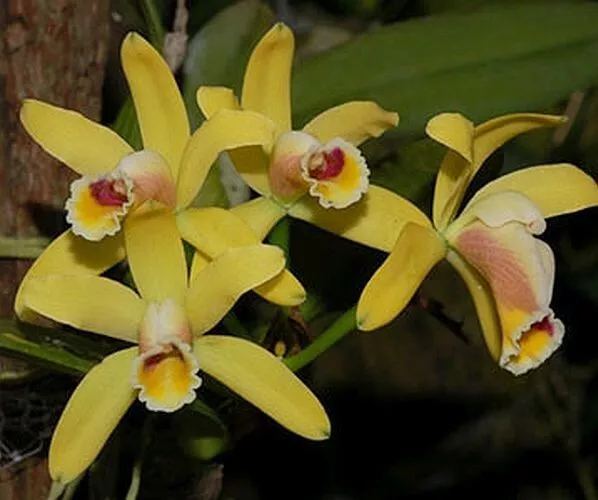 Cattleya Species Orchid ~ Cattleya luteola ~ 2" Pot ~ Near Bloom Size