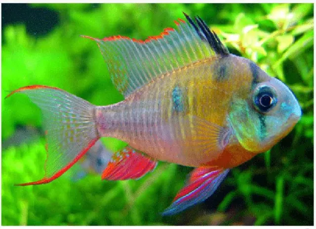 3x Crown Ruby Cichlid (2.5-3") Live Fish 2Day Fedex Shipping