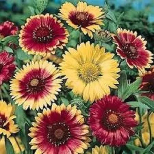 30 + Gaillardia Arizona Mélange Semences Florales / Rarement Offerte Pérenne