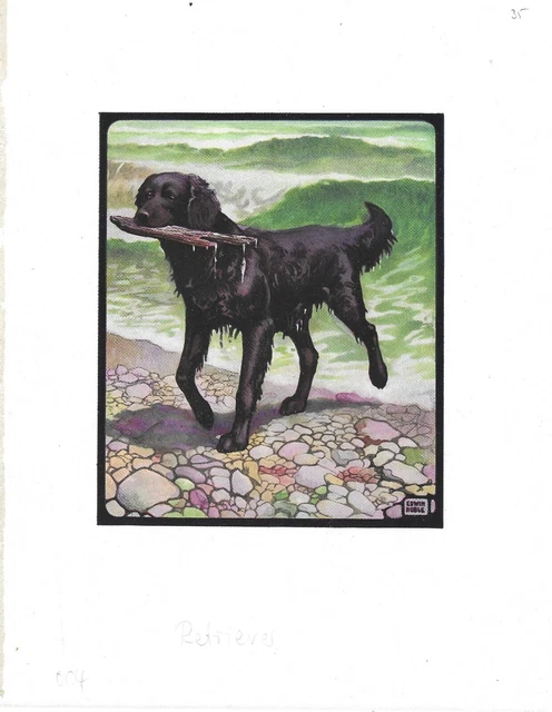 1910 John Edwin Noble Art Print Dog Lover's Book FLAT COATED RETRIEVER & BEACH
