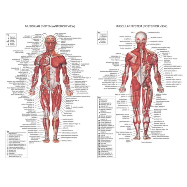 Human Body Muscle Anatomy System Anatomical Chart Educational Art Poster Decor 2