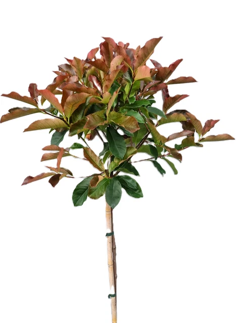 PHOTINIA SERRATIFOLIA - Chinesische Glanzmispel - Sgeblttrige Glanzmispel  - EUR 116,59 - PicClick DE