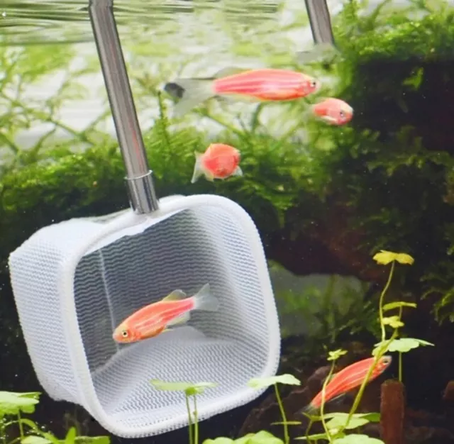 SMALL FISH NET for Home Aquarium by Pets at Home (New) £0.99 - PicClick UK