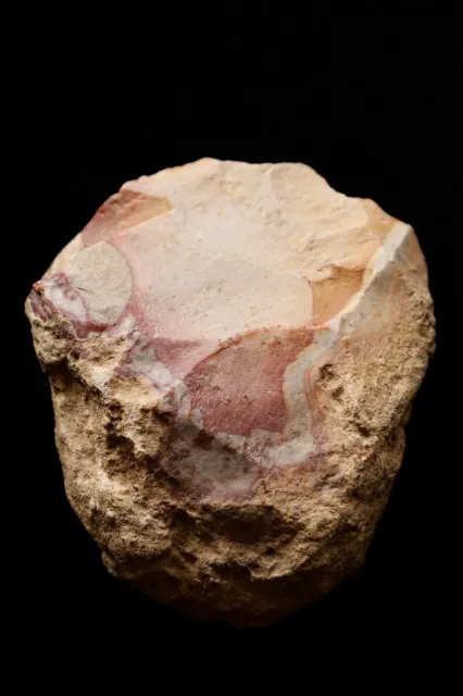 Acheulean Bifacial Scraper by Neanderthal - Lower Paleolithic - France - 77mm