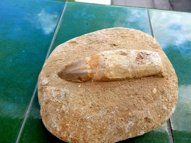 Fosiles " Precioso Diente De Mosasaurio En Matriz De Marruecos  -  6D18 "