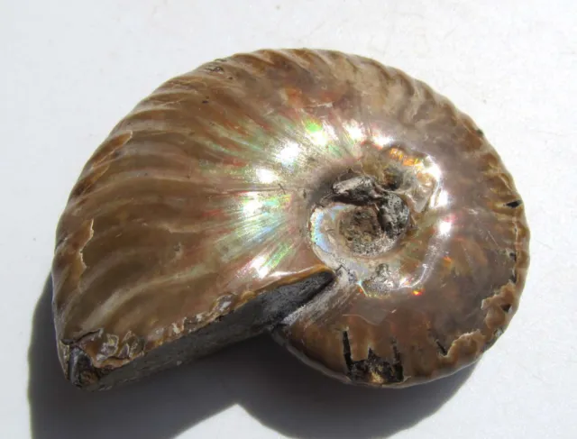 Echter Ammonit, Perisphinctes, poliert 56 mm, 54 g.(F554)