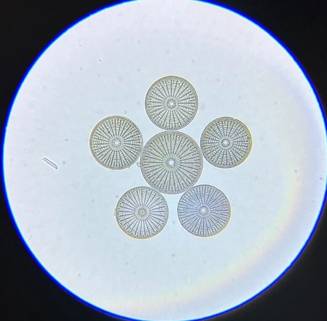 Antique A.C. Cole Microscope Slide Diatom Arachnoidiscus Ornasiis Bombay
