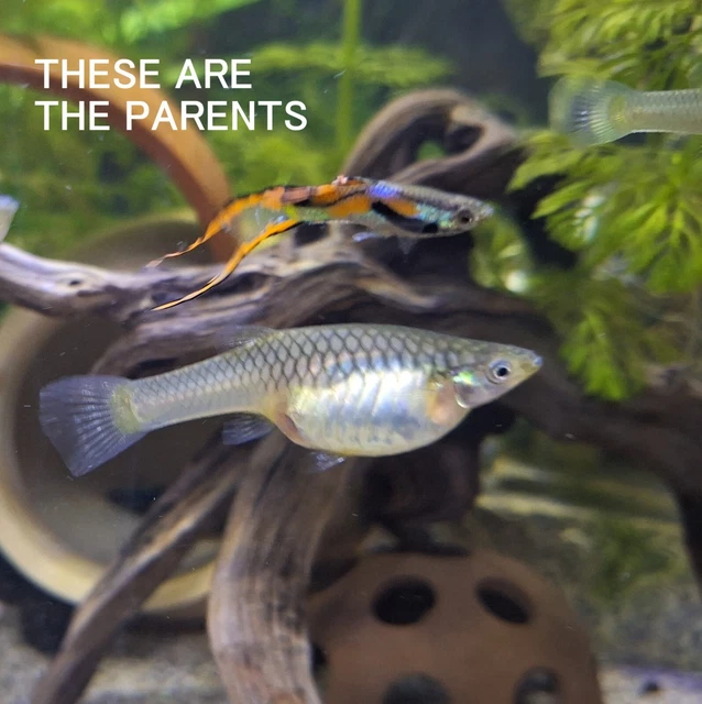 LIVE FISH . Endlers Guppy . Double Swordtail . Juveniles 1 Male + 1