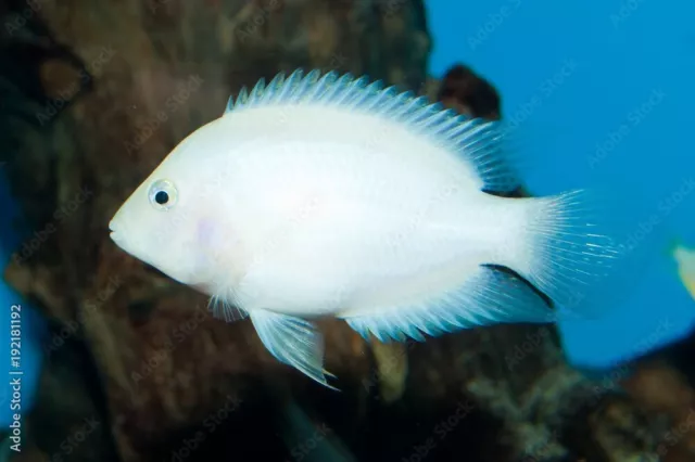 pearl convict  live fish Amatitlania nigrofasciata   (Pack of 8 Juvenile Fish)