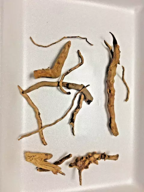 lot L1 racines araignée 10cm cm  mangrove spider root souche bois decor aquarium