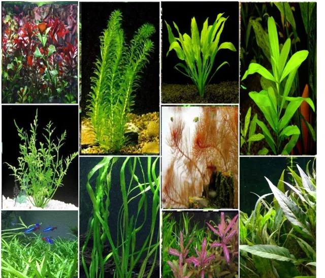 AQUARIUM LIVE PLANTS bunch - 10, 25, 50 aquatic fish tank plant tropical bunched