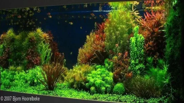 Lot De 30 Plantes Aquarium Racines Et Tiges 5 Variétés 1 Cladophora Offert FR