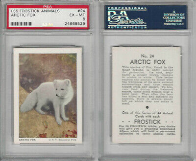 F55 Frostick, Animal Cards, 1933, #24 Arctic Fox, PSA 6 EXMT