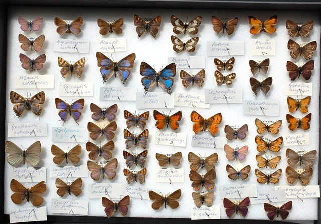 South African Lycaenidae all with data