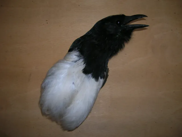 STUFFED taxidermy REAL crow head MAGPIE