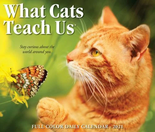 WHAT CATS TEACH Us 2021 Box Calendar - calendar, 9781549214493, Press