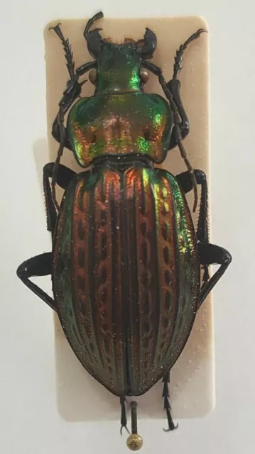 Carabidae Carabus Ullrichi superbus Roumanie