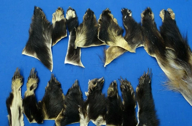 Dachspfoten Tejón Patas Branten Robar