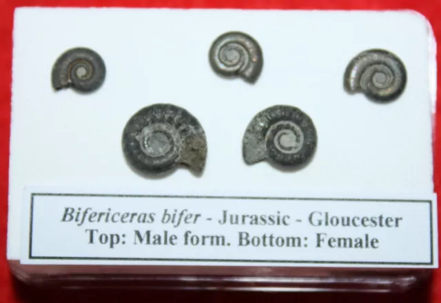 Jurassic ammonite fossils in display case male & female forms Bifericeras bifer 3