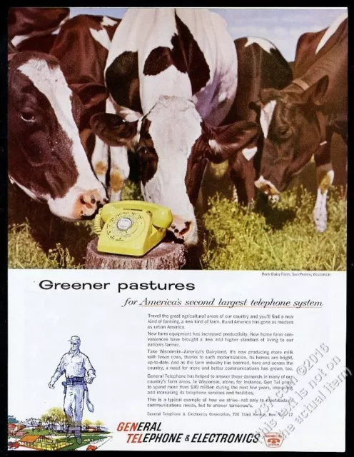 1959 dairy cow cattle herd Sun Prairie Wisconsin photo GTE vintage print ad
