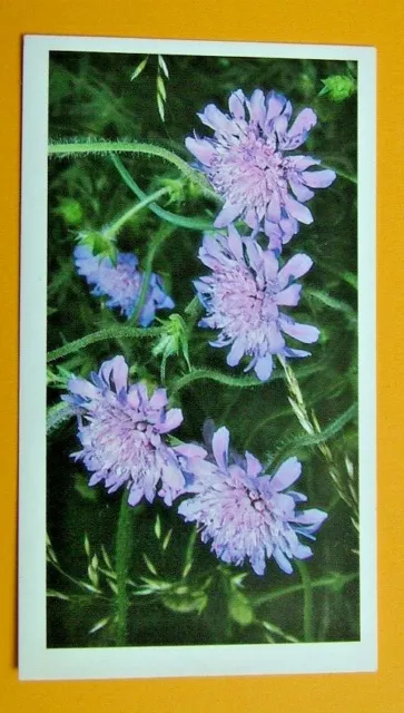 John Player & Son,  Doncella. Field Scabious  Card No 16