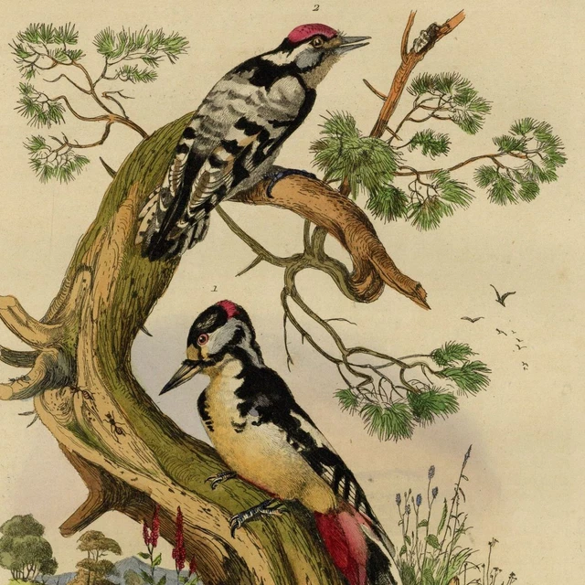 Décoration Oiseau Pic Histoire naturelle Gravure aquarelle originale XIXe