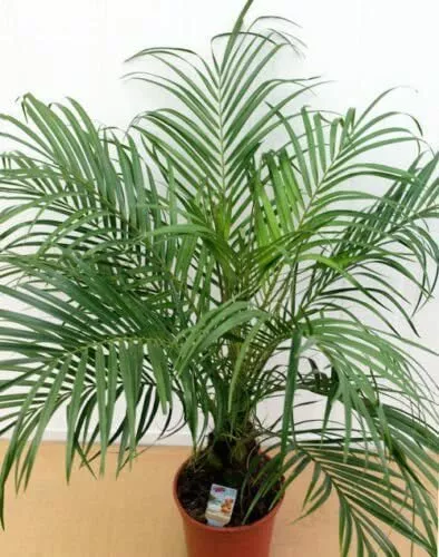 Organic Flower Seeds Palm "Canary" (Phoenix canariensis) Natural Plant indoor. 3