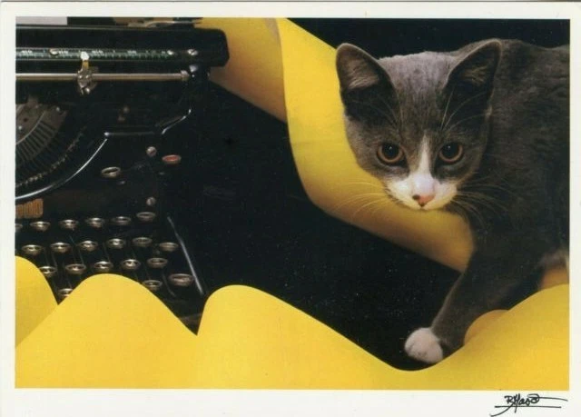 Cpsm / Carte Postale / Chat / Cat / Illustrateur Bruno Maso // Reporter