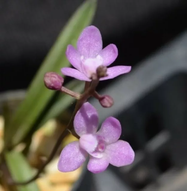 OoN Sarcochilus ceciliae species orchid (Gladstone form) (B) Pine bark mount