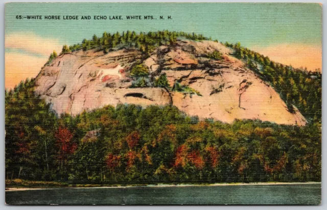 Postcard New Hampshire White Mountains White Birches Birch Trees