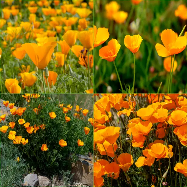 CALIFORNIAN POPPY AURANTIACA 145+Seeds (ESCHSCHOLZIA) FLOWERS Beautiful GARDEN