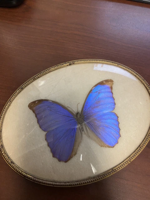 Vintage Framed Real Blue Morpho Butterfly Display Taxidermy