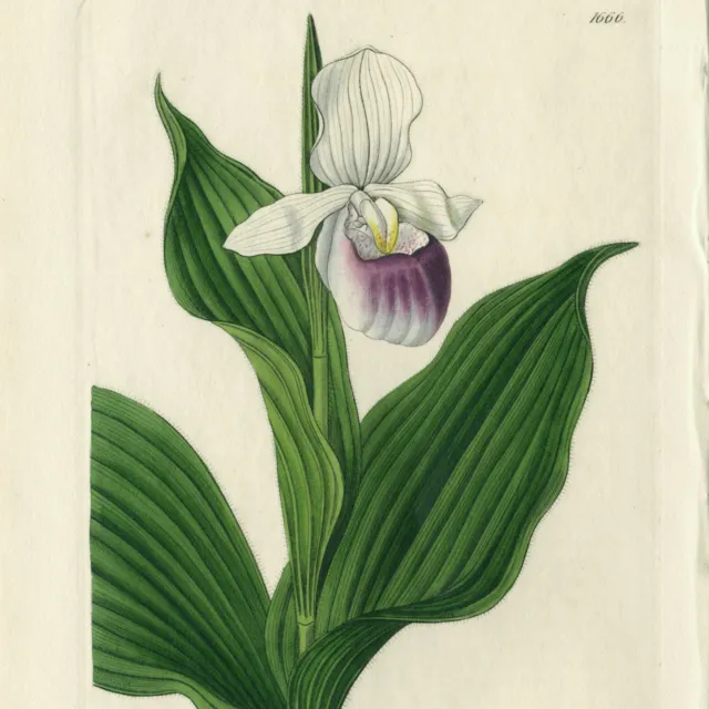Rare 1834 Edwards Botanical Register Print 1666 CYPREPEDIUM LADY SLIPPER ORCHID