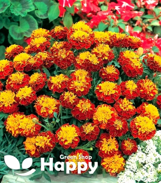 FRENCH MARIGOLD DOUBLE PETITE - HARMONY - 300 SEEDS - Tagetes patula nana FLOWER