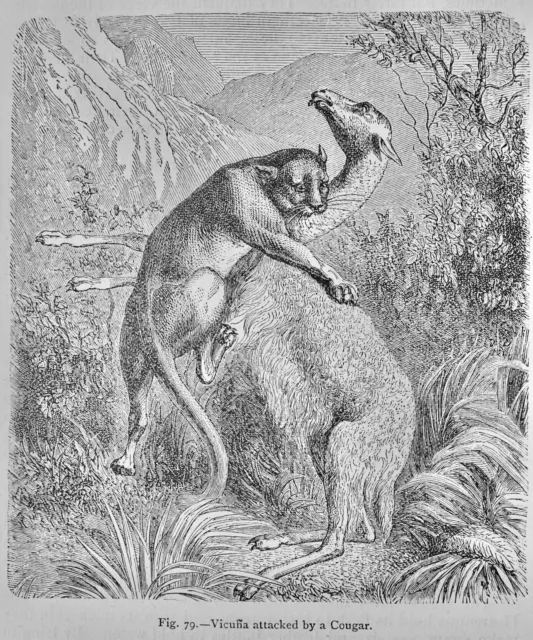 Mammalia VICUNA VON EINEM COUGAR ANGEGRIFFEN Original viktorianischer Druck von Figuier c1892