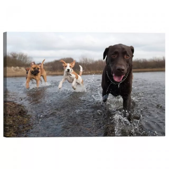 Quadro Stampa su Tela con Telaio Cane Labrador Retriever e Amici si divertono in