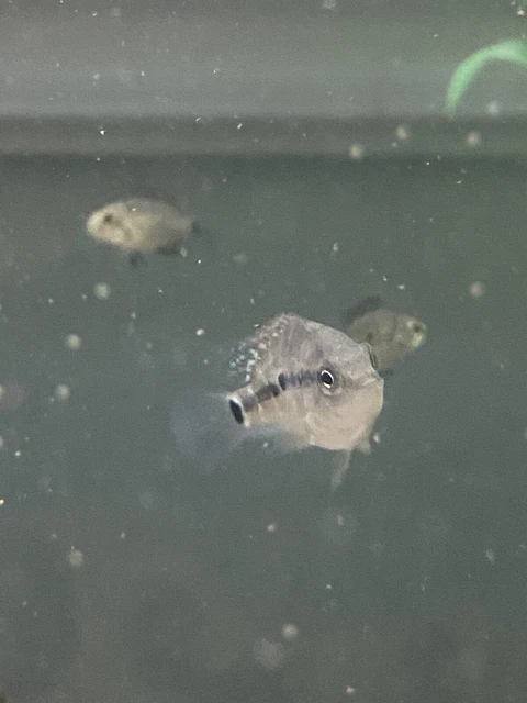 FLOWERHORN CICHLID 1” Bonsai Flowerhorn F Mixed With Regular Texas Cichlid M 7