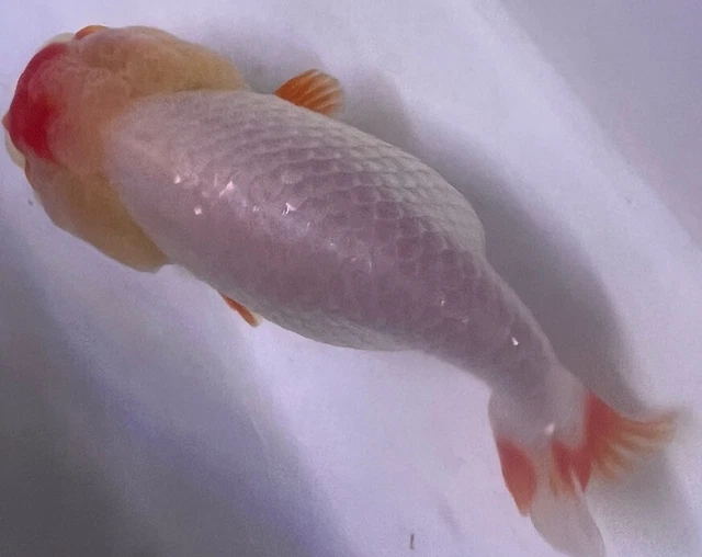 LIVE pond goldfish  Fish~ Goldfish Ranchu goldfish koi pond 4 Inch 2