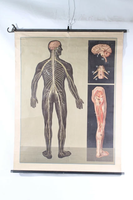 EDUCATIONAL POSTER WALL Chart Human Nervous System Anatomy Brain ...