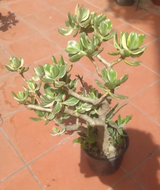 1 Talea di CRASSULA OVATA VARIEGATA Giada  stupenda +1 omaggio