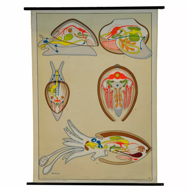 Schulwandkarte retro Rollbild vintage Poster Anatomie der Mollusken (Weichtiere)